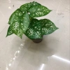 Nine white evergreen plants Specification image
